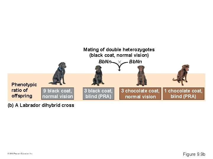 Mating of double heterozygotes (black coat, normal vision) Bb. Nn Phenotypic ratio of offspring