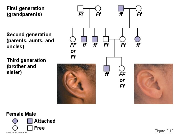 First generation (grandparents) Second generation (parents, aunts, and uncles) Third generation (brother and sister)