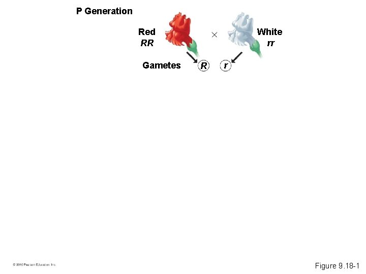 P Generation White rr Red RR Gametes R r Figure 9. 18 -1 