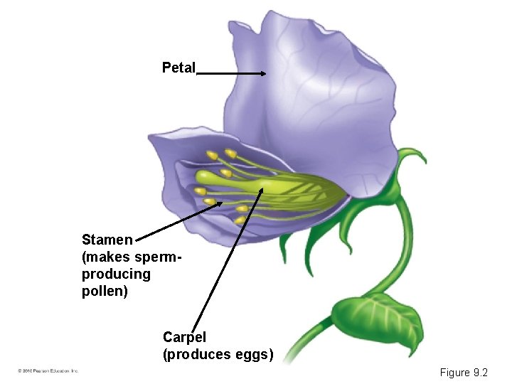 Petal Stamen (makes spermproducing pollen) Carpel (produces eggs) Figure 9. 2 