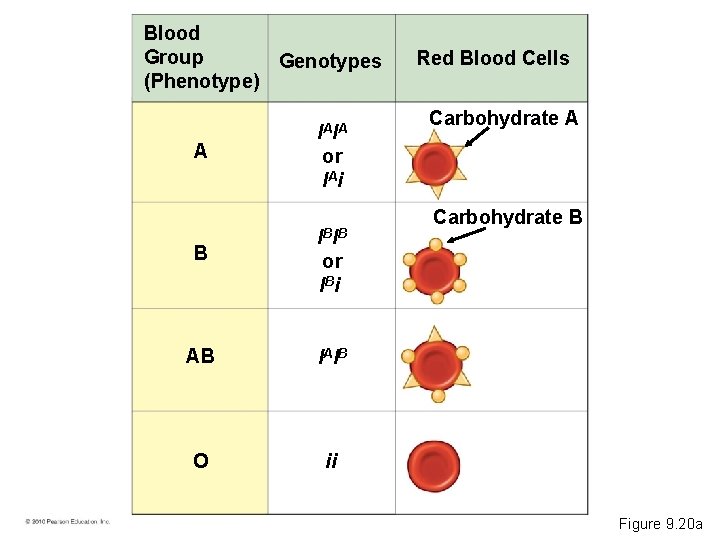Blood Group Genotypes (Phenotype) A IAIA or IAi B IBIB or IBi AB IAIB