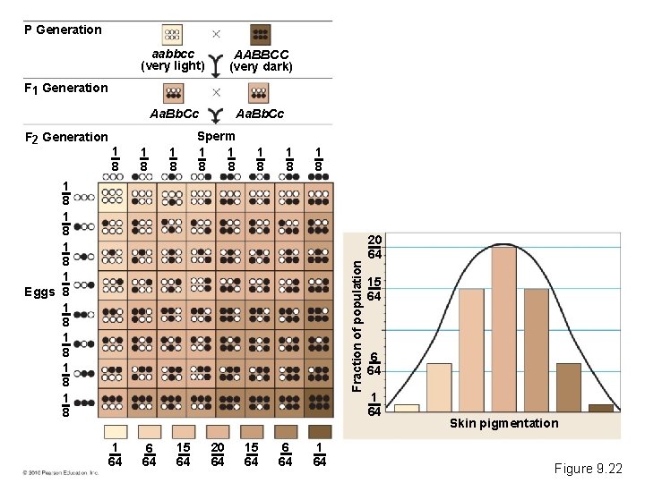 P Generation aabbcc (very light) AABBCC (very dark) Aa. Bb. Cc F 1 Generation
