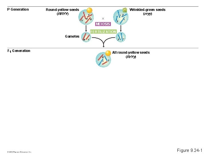 P Generation Round-yellow seeds (RRYY) r y Y Y Wrinkled-green seeds (rryy) R R