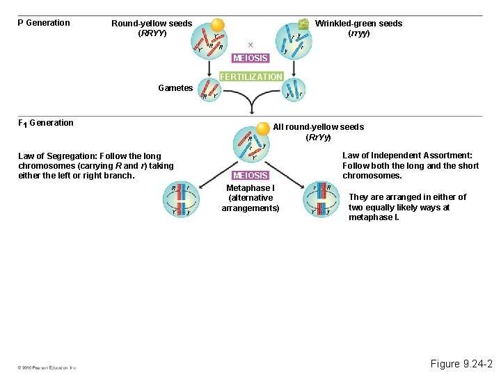 P Generation Round-yellow seeds (RRYY) r y Y Y Wrinkled-green seeds (rryy) R R