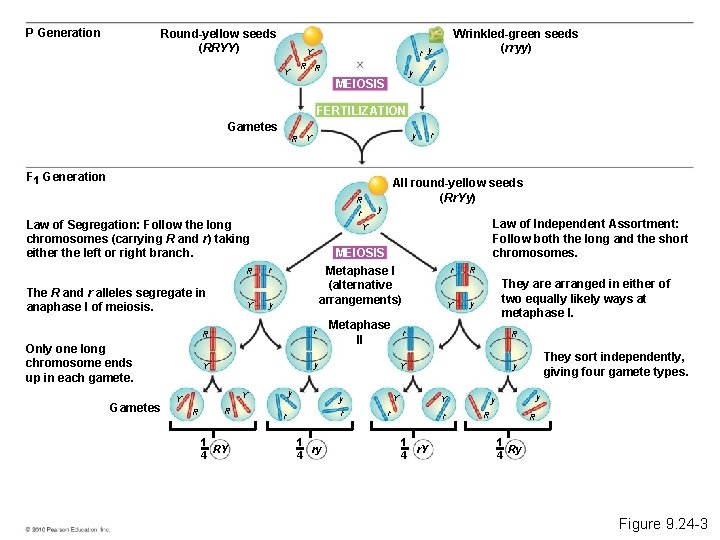 P Generation Round-yellow seeds (RRYY) r y Y R R Y Wrinkled-green seeds (rryy)