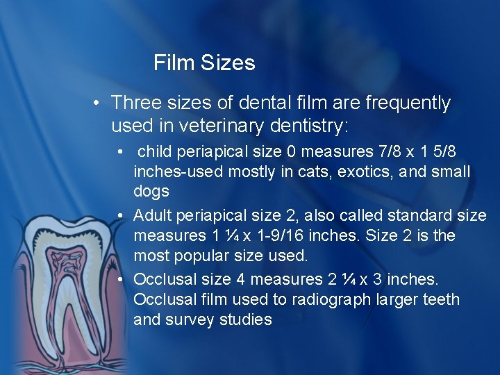 Film Sizes • Three sizes of dental film are frequently used in veterinary dentistry: