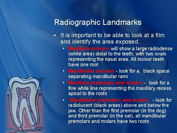 Radiographic Landmarks • It is important to be able to look at a film