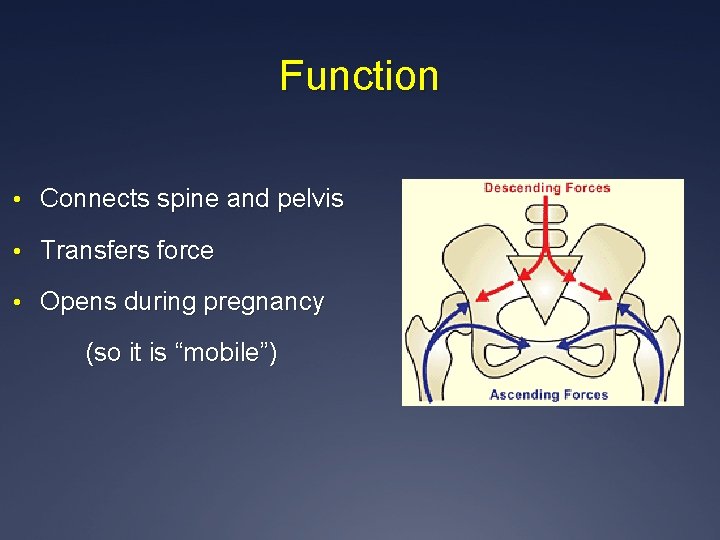 Function • Connects spine and pelvis • Transfers force • Opens during pregnancy (so