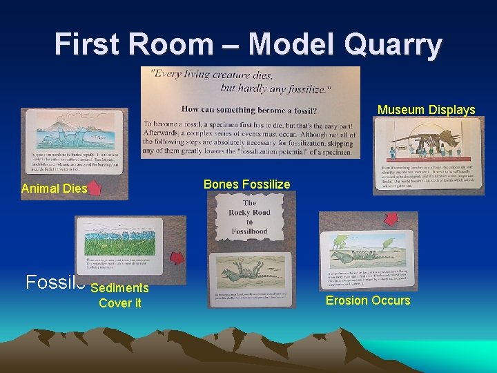 First Room – Model Quarry Museum Displays Bones Fossilize Animal Dies Fossils Sediments Cover