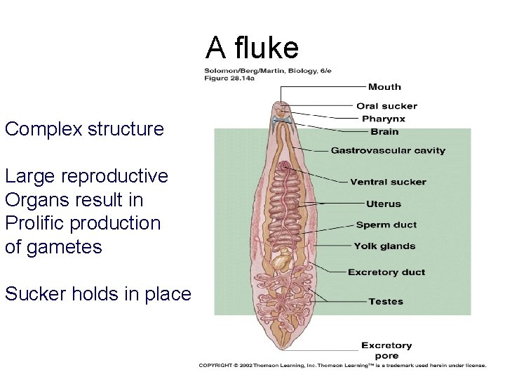 A fluke Complex structure Large reproductive Organs result in Prolific production of gametes Sucker