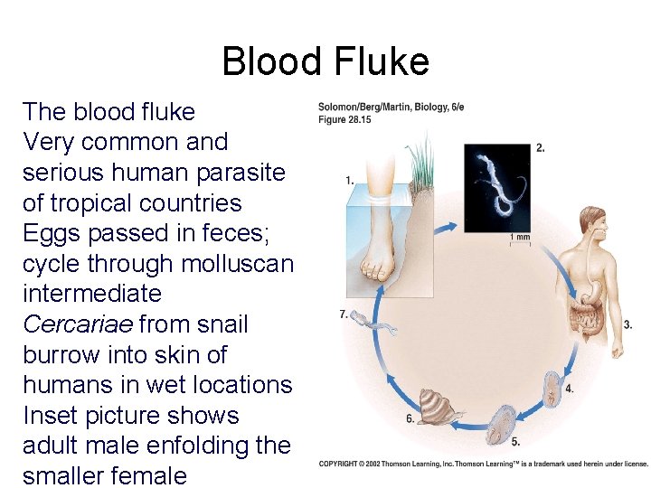 Blood Fluke The blood fluke Very common and serious human parasite of tropical countries