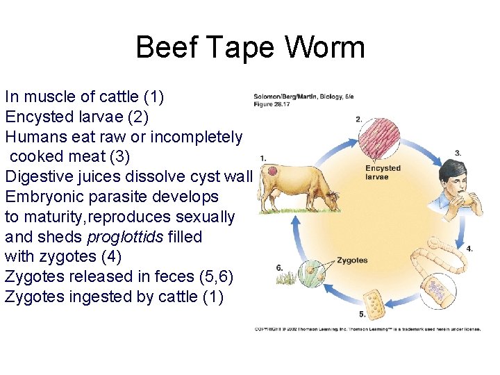 Beef Tape Worm In muscle of cattle (1) Encysted larvae (2) Humans eat raw