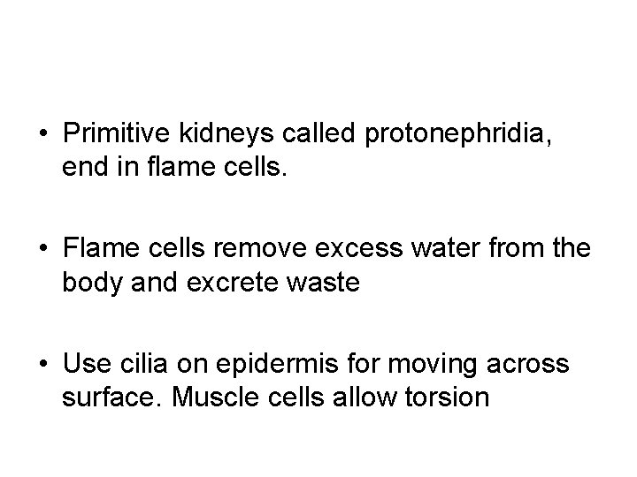  • Primitive kidneys called protonephridia, end in flame cells. • Flame cells remove