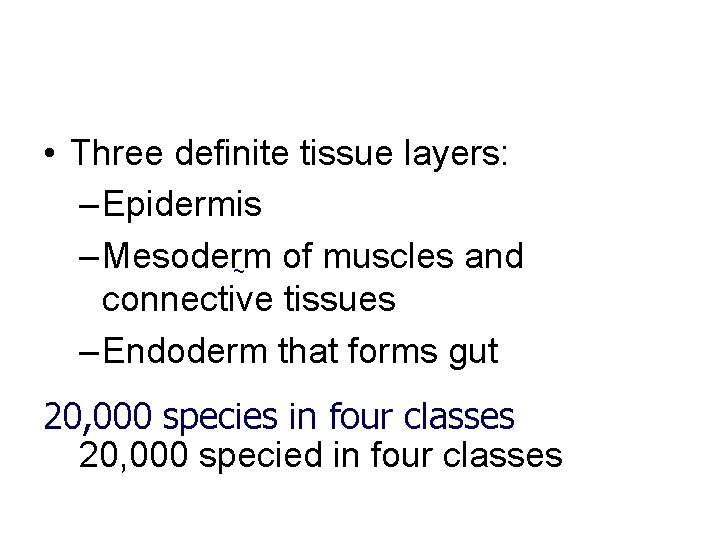  • Three definite tissue layers: – Epidermis – Mesoderm of muscles and ~