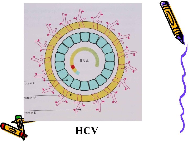 HCV 