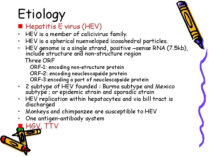 Etiology n Hepatitis E virus (HEV) • HEV is a member of calicivirus family.