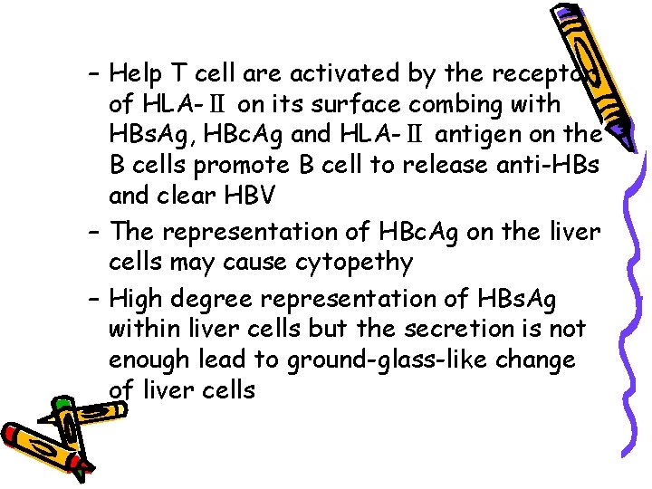 – Help T cell are activated by the receptor of HLA-Ⅱ on its surface