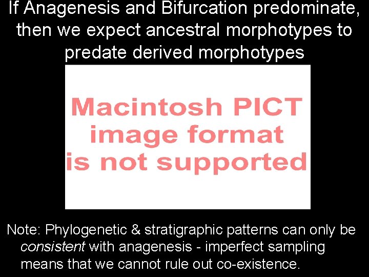 If Anagenesis and Bifurcation predominate, then we expect ancestral morphotypes to predate derived morphotypes