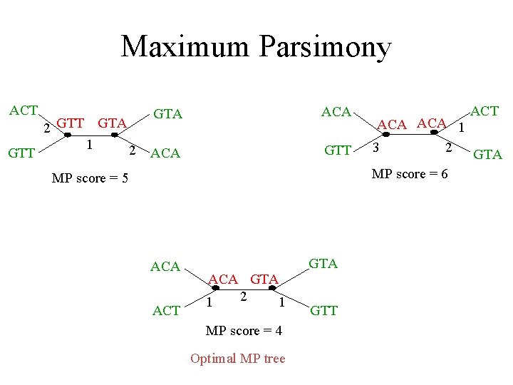 Maximum Parsimony ACT GTT 2 GTT GTA 1 2 GTA ACA GTT ACA 1