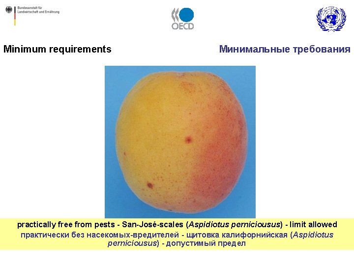 Minimum requirements Минимальные требования practically free from pests - San-José-scales (Aspidiotus perniciousus) - limit