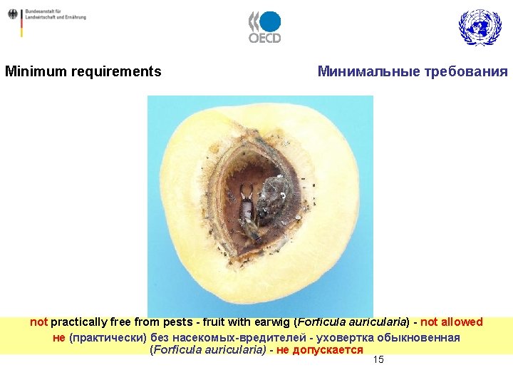 Minimum requirements Минимальные требования not practically free from pests - fruit with earwig (Forficula