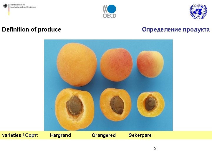 Definition of produce Определение продукта varieties / Сорт: Hargrand Orangered Sekerpare 2 