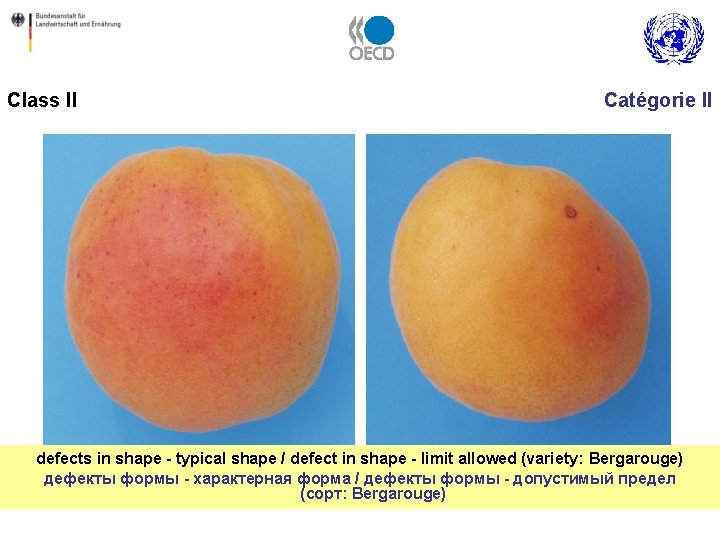 Class II Catégorie II defects in shape - typical shape / defect in shape