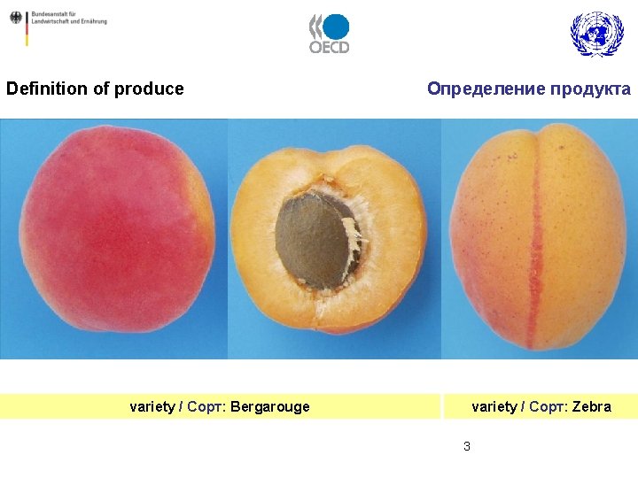 Definition of produce Определение продукта variety / Сорт: Zebra variety / Сорт: Bergarouge 3