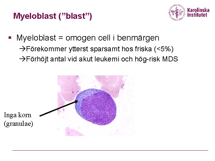 Myeloblast (”blast”) § Myeloblast = omogen cell i benmärgen Förekommer ytterst sparsamt hos friska