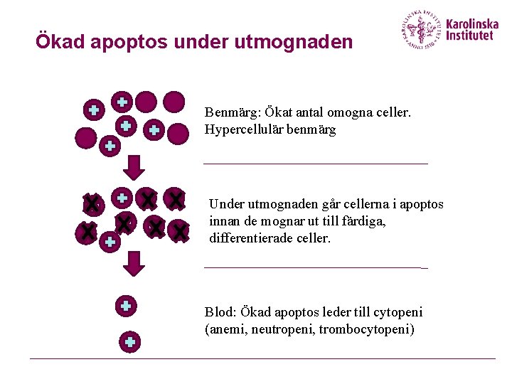Ökad apoptos under utmognaden Benmärg: Ökat antal omogna celler. Hypercellulär benmärg Under utmognaden går Ökad apoptos under utmognaden Benmärg: Ökat antal omogna celler. Hypercellulär benmärg Under utmognaden går