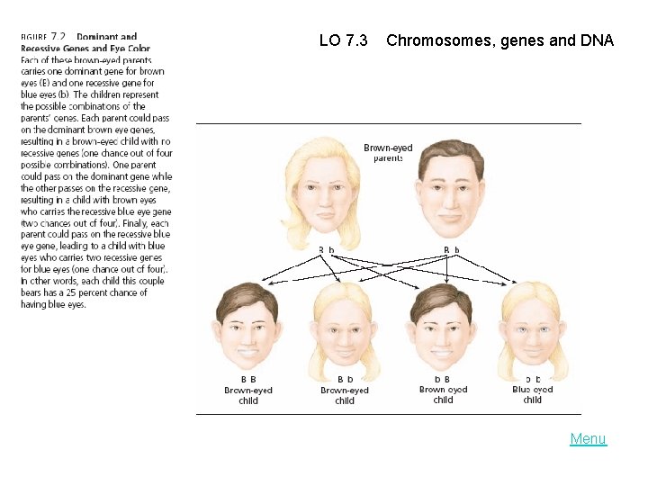 LO 7. 3 Chromosomes, genes and DNA Menu 