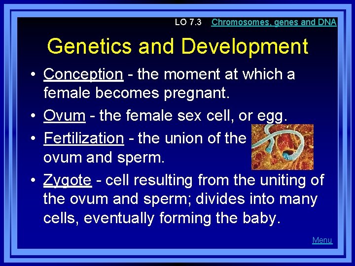 LO 7. 3 Chromosomes, genes and DNA Genetics and Development • Conception - the