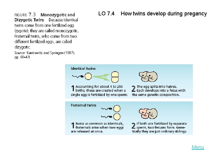 LO 7. 4 How twins develop during pregancy Menu 