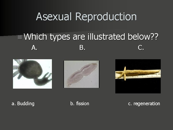 Asexual Reproduction n Which A. a. Budding types are illustrated below? ? B. b.