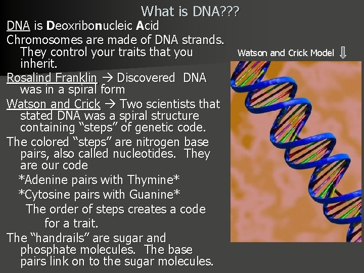What is DNA? ? ? DNA is Deoxribonucleic Acid Chromosomes are made of DNA
