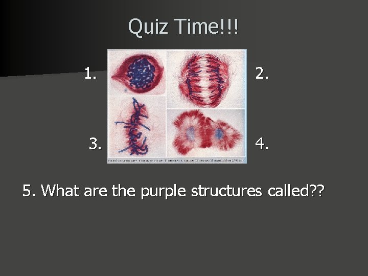 Quiz Time!!! 1. 3. 2. 4. 5. What are the purple structures called? ?