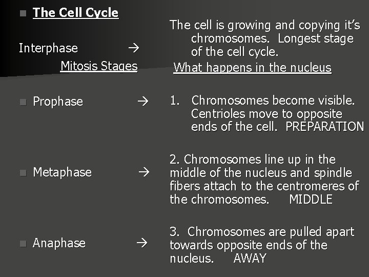 n The Cell Cycle Interphase Mitosis Stages n n n Prophase Metaphase Anaphase The