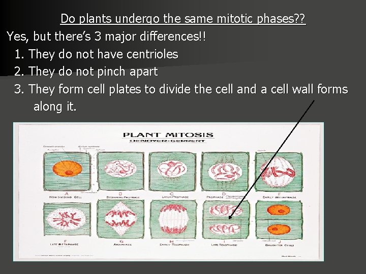 Do plants undergo the same mitotic phases? ? Yes, but there’s 3 major differences!!