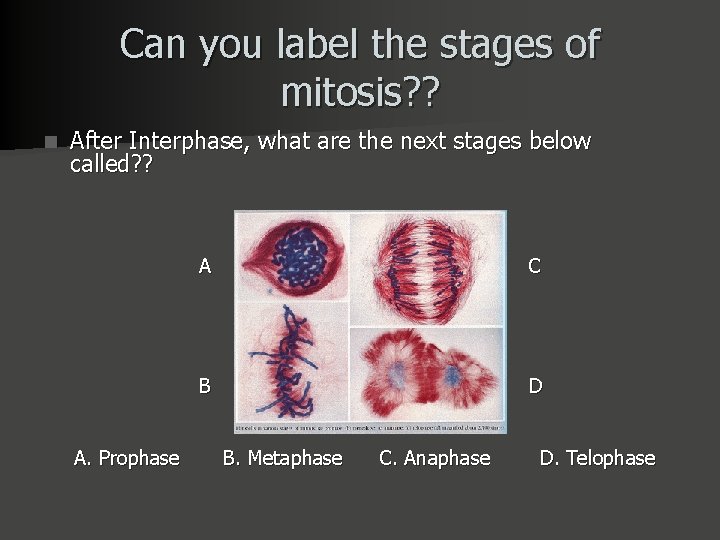 Can you label the stages of mitosis? ? n After Interphase, what are the
