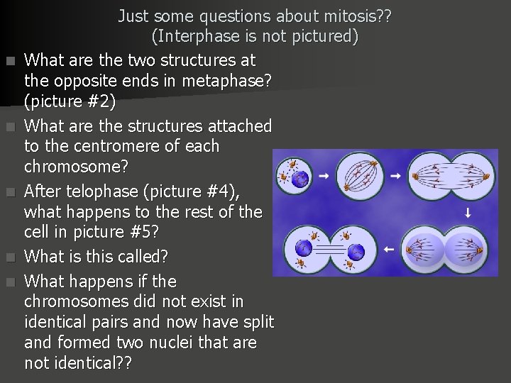 n n n Just some questions about mitosis? ? (Interphase is not pictured) What
