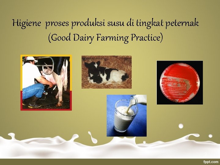 Higiene proses produksi susu di tingkat peternak (Good Dairy Farming Practice) 2 