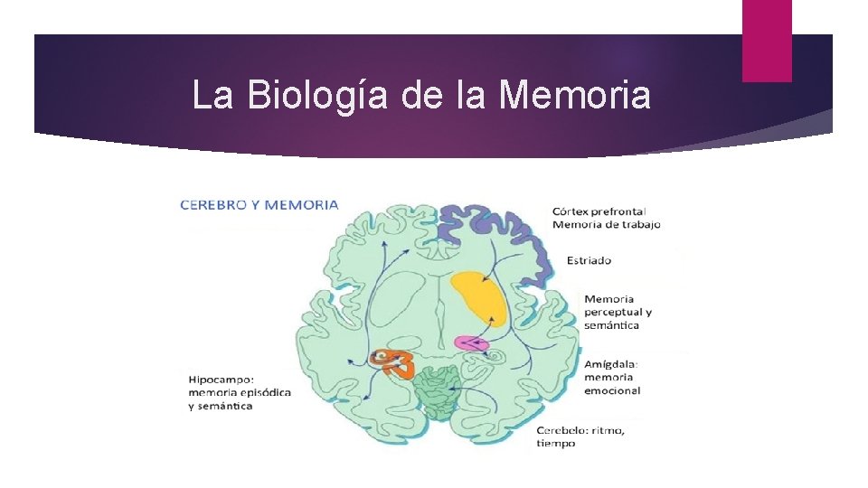 La Biología de la Memoria 