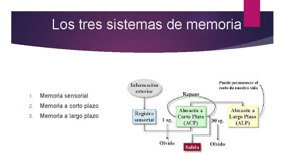 Los tres sistemas de memoria 1. Memoria sensorial 2. Memoria a corto plazo 3.