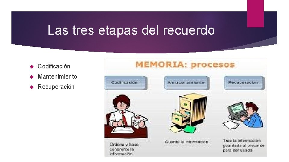  Las tres etapas del recuerdo Codificación Mantenimiento Recuperación 