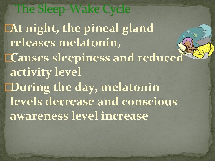 The Sleep-Wake Cycle �At night, the pineal gland releases melatonin, �Causes sleepiness and reduced