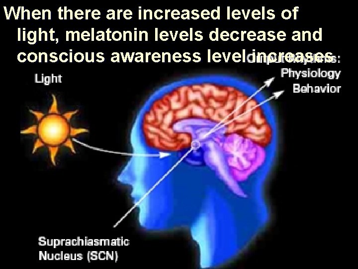 When there are increased levels of light, melatonin levels decrease and conscious awareness level