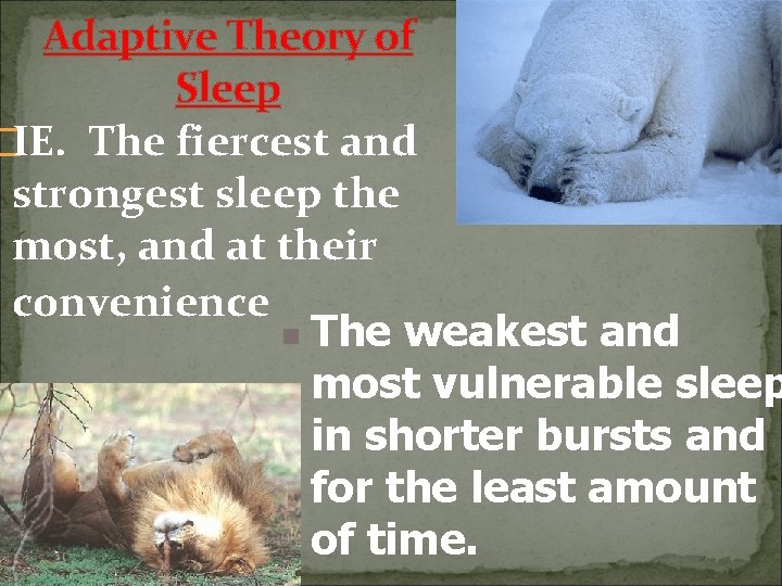 Adaptive Theory of Sleep �IE. The fiercest and strongest sleep the most, and at