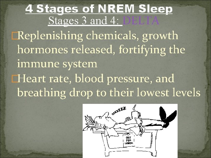 4 Stages of NREM Sleep Stages 3 and 4: DELTA �Replenishing chemicals, growth hormones