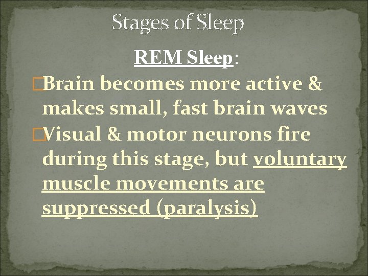 Stages of Sleep REM Sleep: �Brain becomes more active & makes small, fast brain