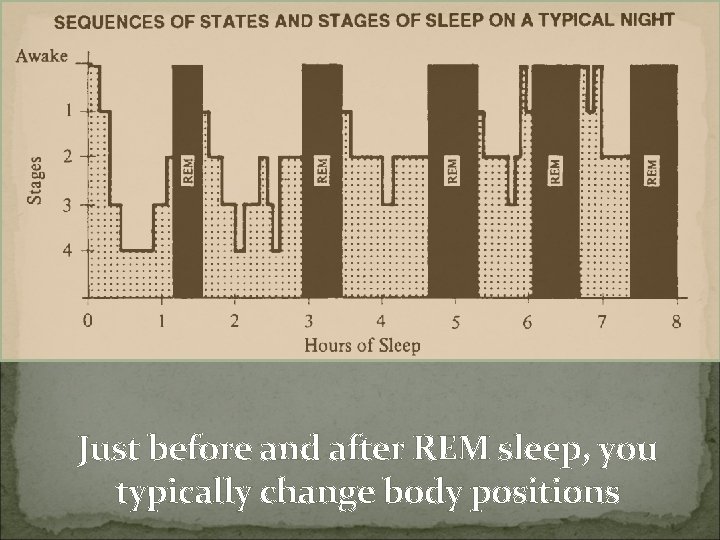 Just before and after REM sleep, you typically change body positions 